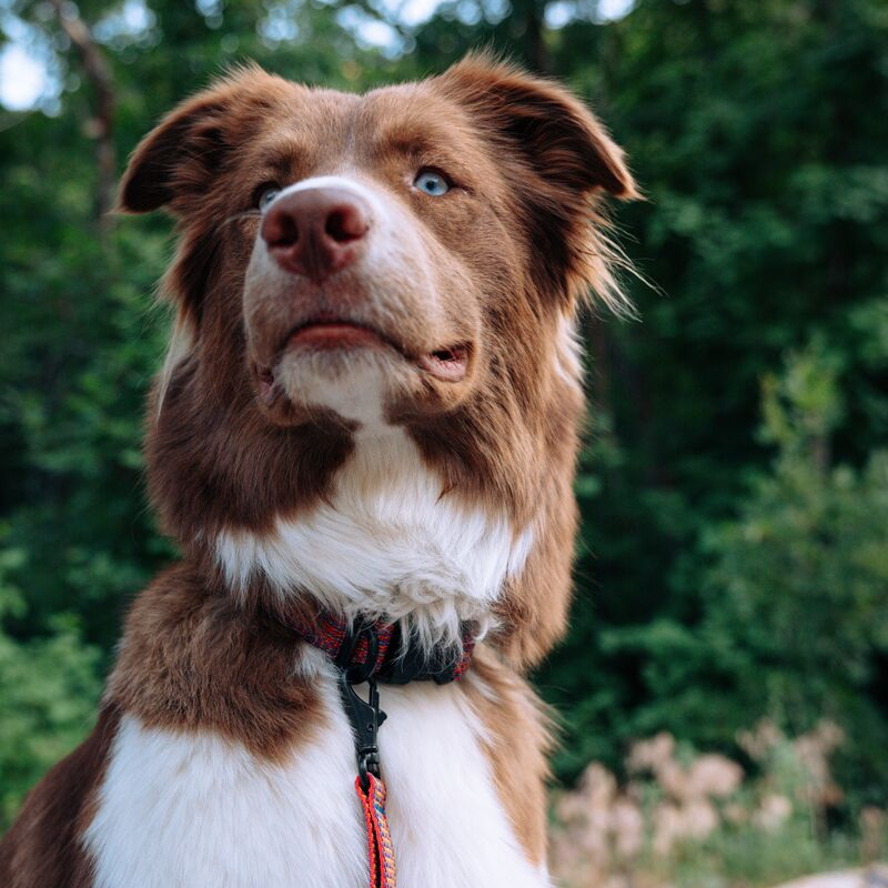 Del D??a Dog Collar - Image 6