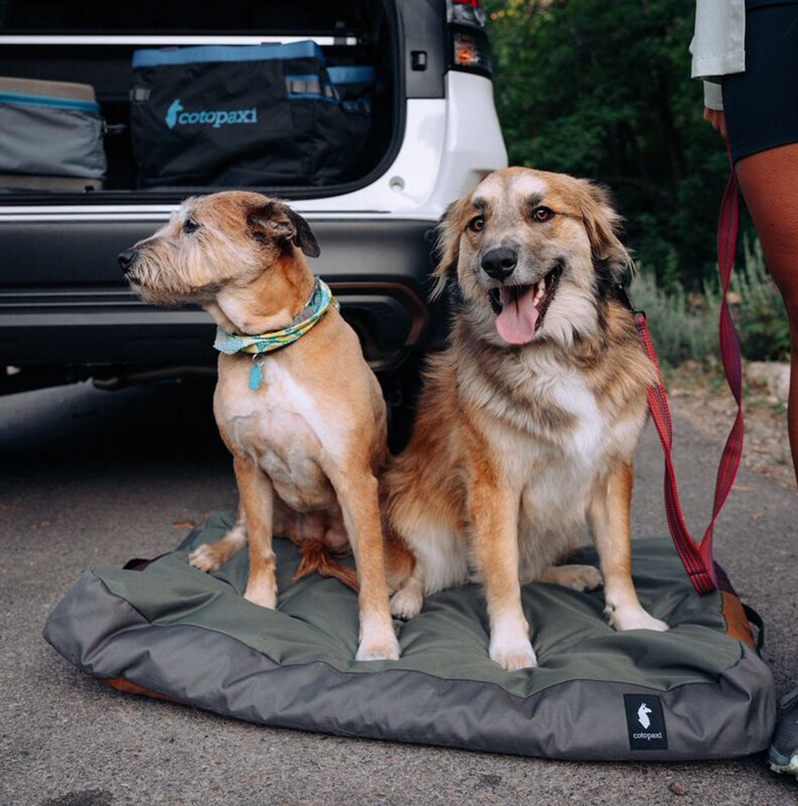 Del D??a Dog Bed - Image 6